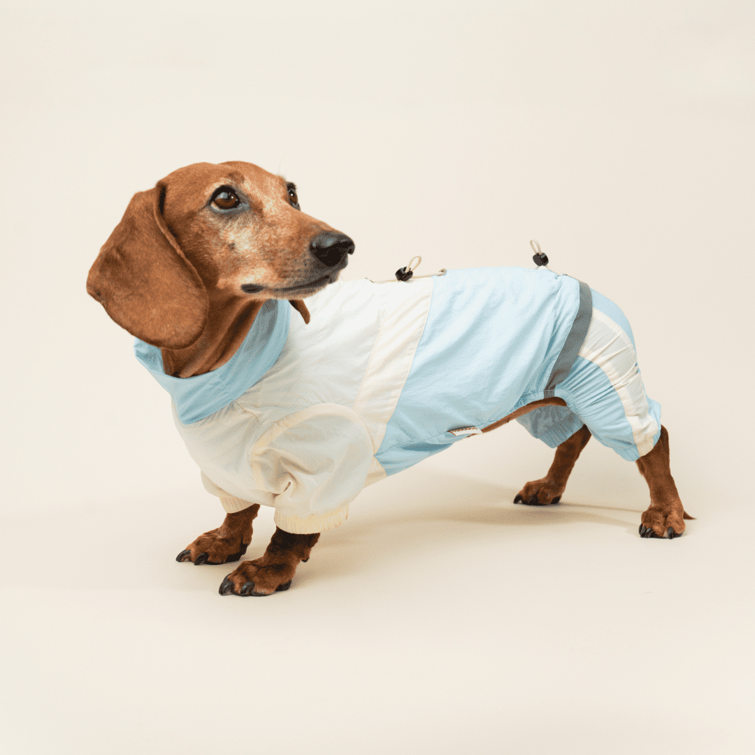 paaaata - PawPaw Suit | Dachshund Jacket