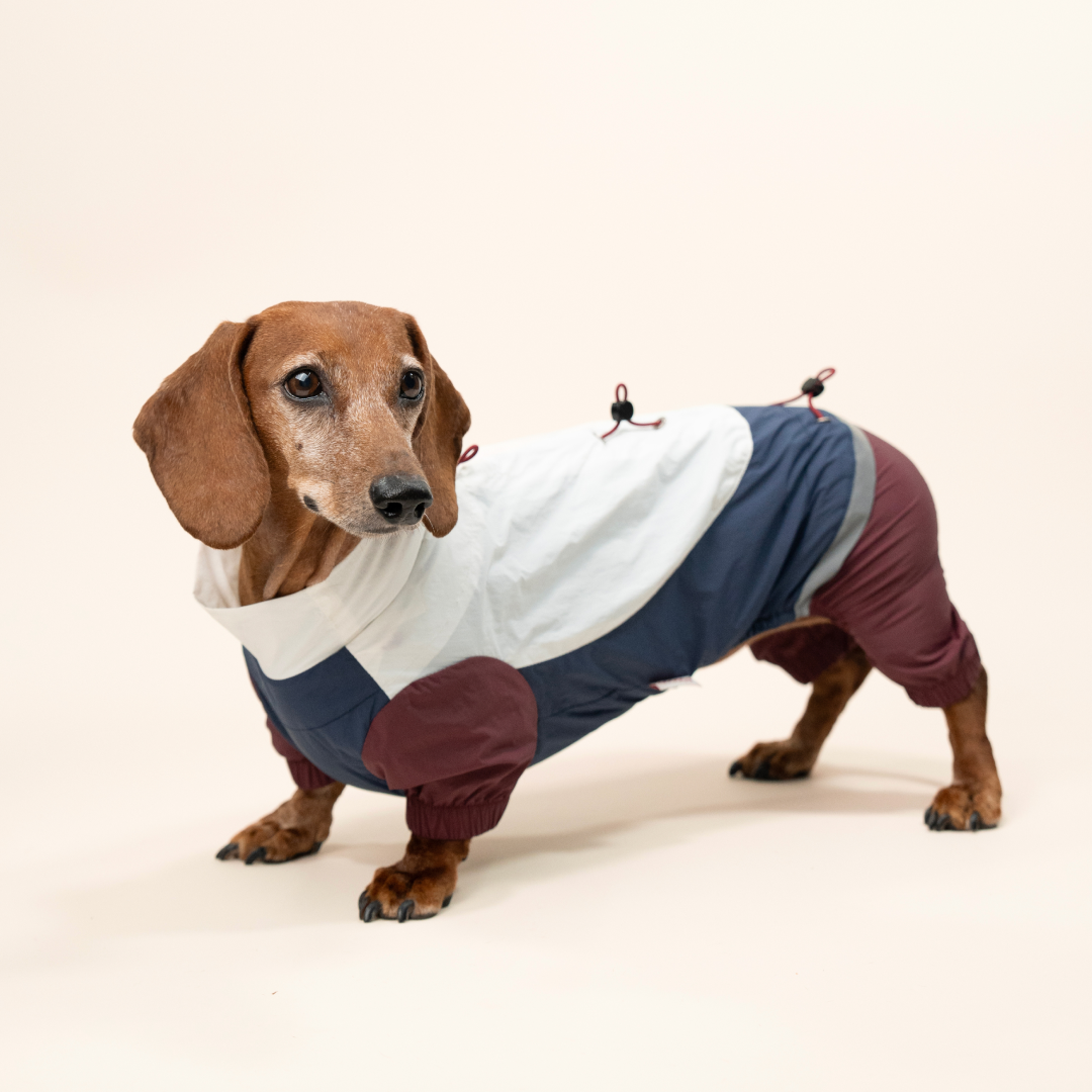 paaaata - PawPaw Suit | Dachshund Jacket