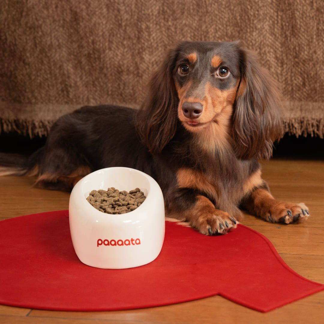paaaata – Signature Long Eared Dog Bowl & Mat Set