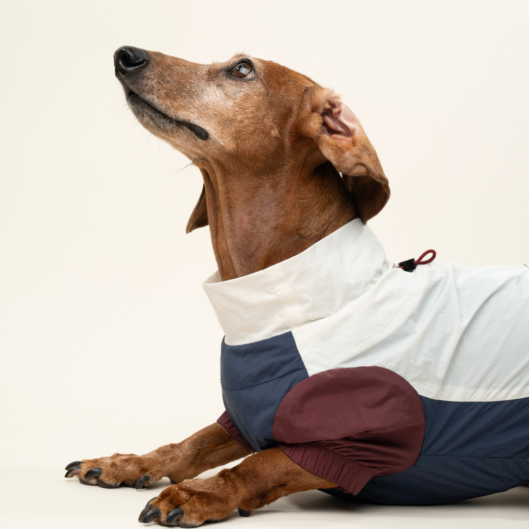 paaaata - PawPaw Suit | Dachshund Jacket