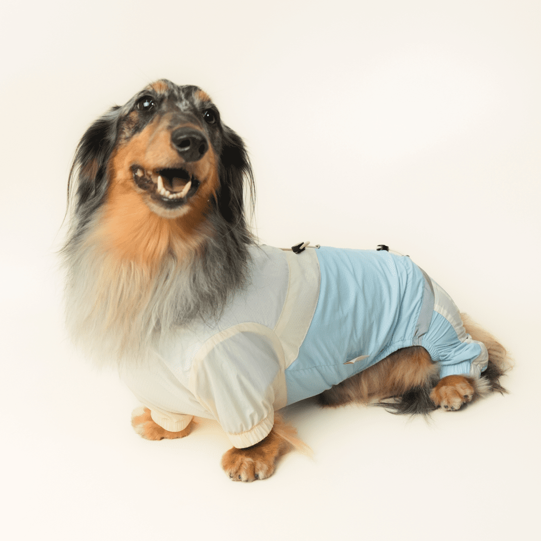 paaaata - PawPaw Suit | Dachshund Jacket