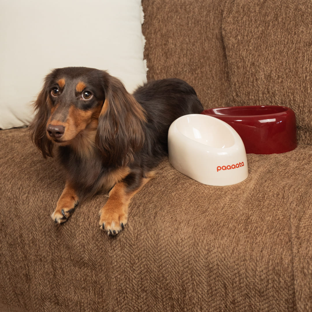 paaaata – Signature Long Eared Dog Bowl & Mat Set