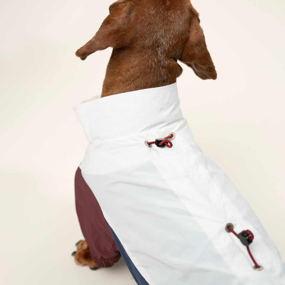 paaaata - PawPaw Suit | Dachshund Jacket
